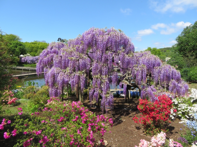 あしかがフラワーパーク
