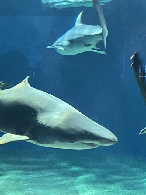 アクアワールド茨城県大洗水族館